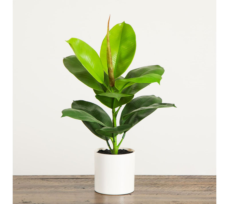 Nearly Natural 20" Artificial Fiddle Plant — View 7