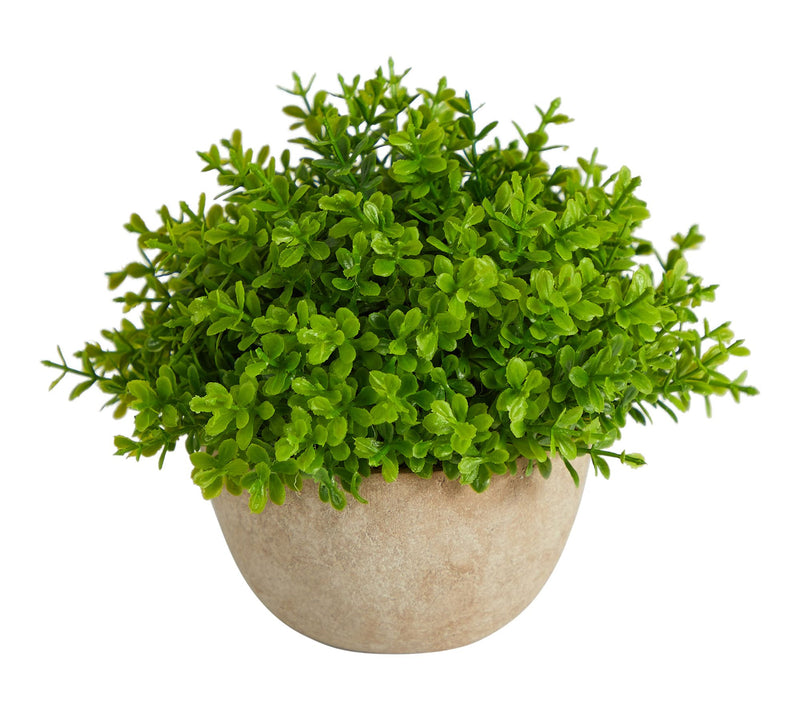 Nearly Natural 5" Boxwood Plant in Decorative Planter — Main view