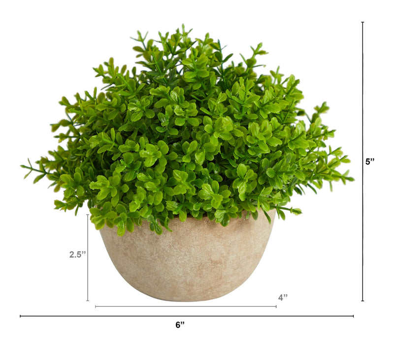 Nearly Natural 5" Boxwood Plant in Decorative Planter — View 2