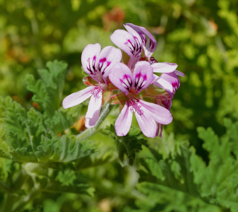 Cottage Farms Mosquito Plant — View 4