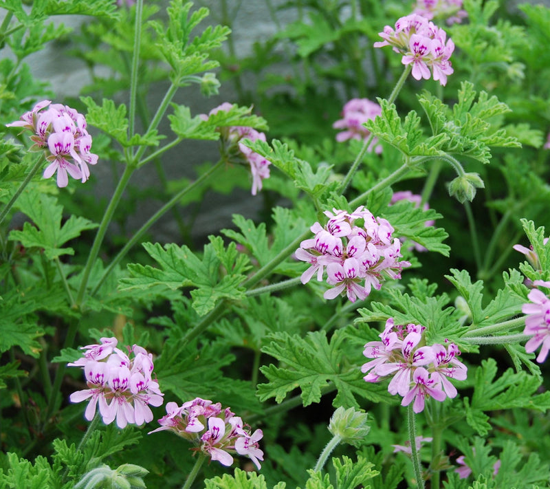 Cottage Farms Mosquito Plant — Main view