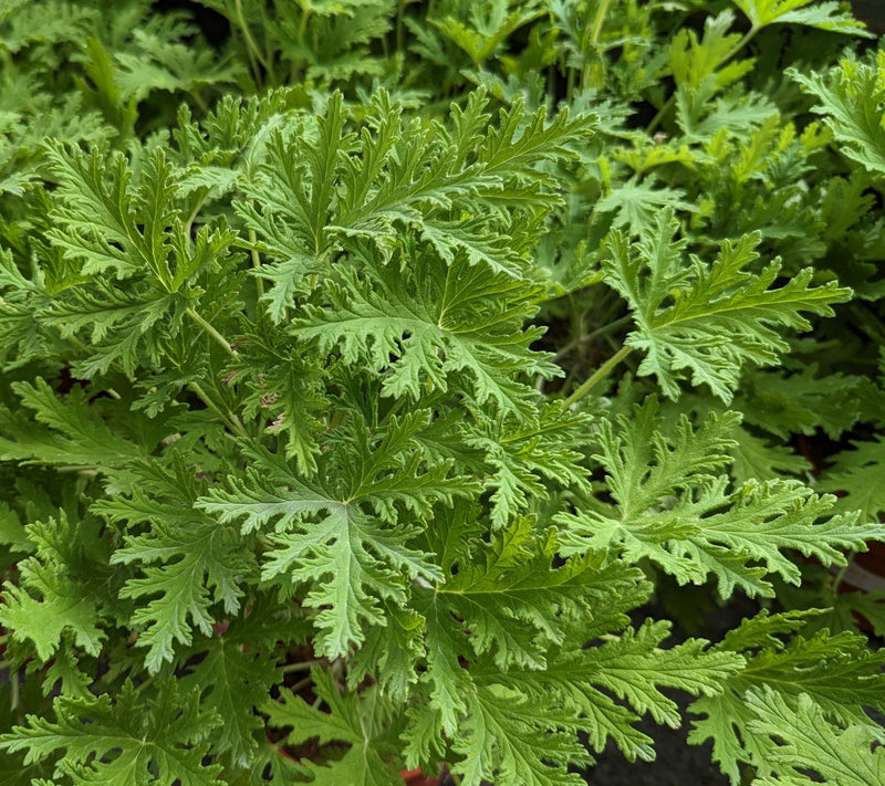 Cottage Farms Mosquito Plant — View 2