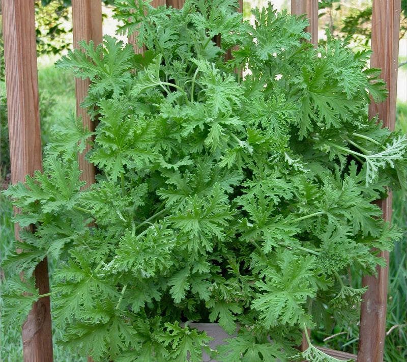 Cottage Farms Mosquito Plant — View 3