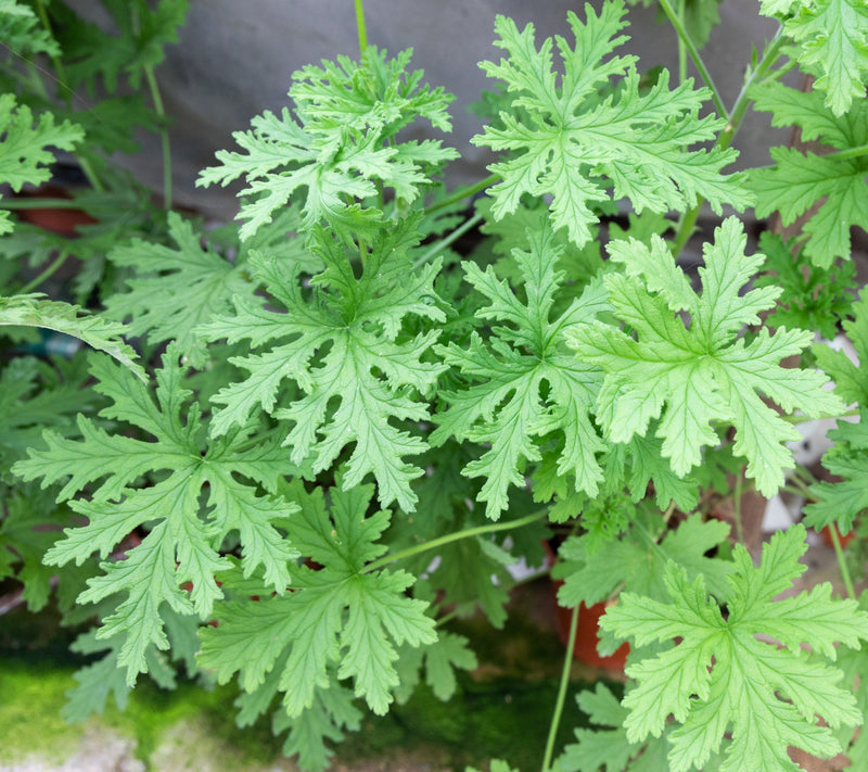 Cottage Farms Mosquito Plant — View 5