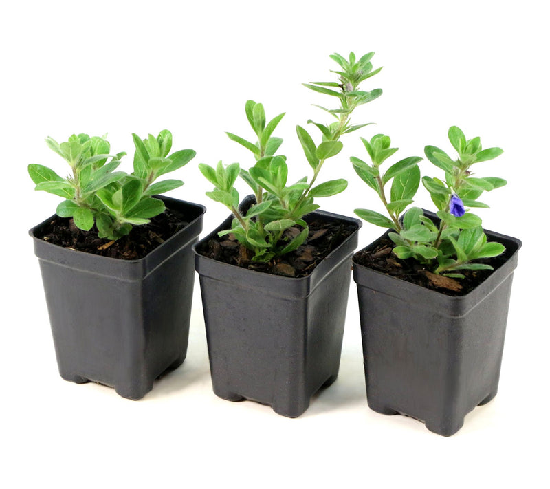 Cottage Farms 3pc Hawaiian Blue Eyes Plant — View 5