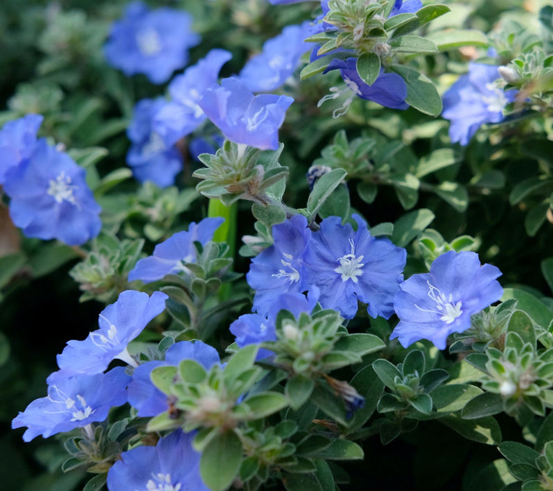 Cottage Farms 3pc Hawaiian Blue Eyes Plant — View 4