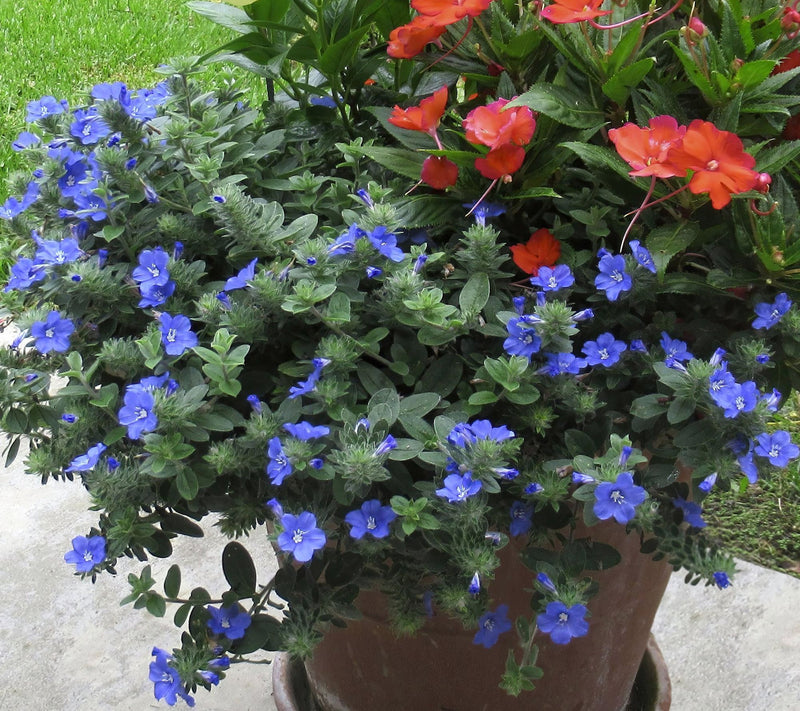 Cottage Farms 3pc Hawaiian Blue Eyes Plant — View 3