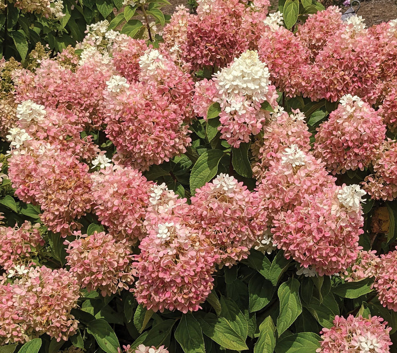 Cottage Farms Sweet Starlight Hydrangea — View 2