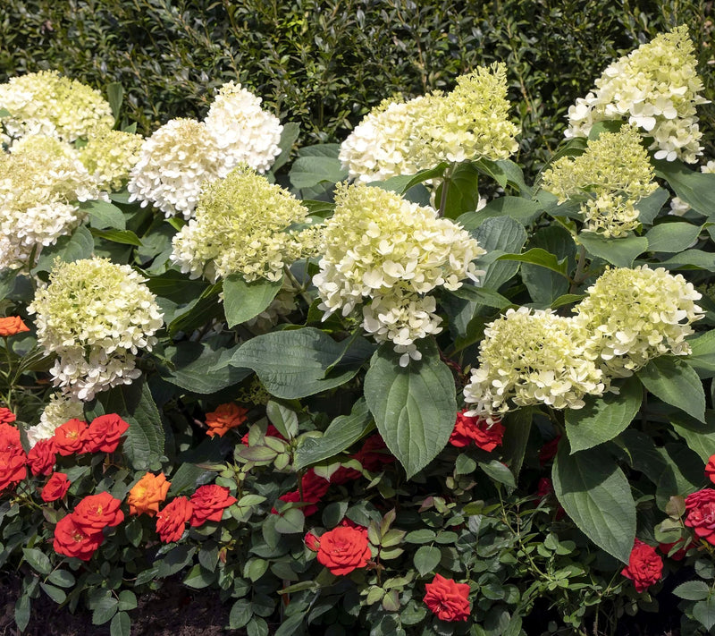 Cottage Farms Sweet Starlight Hydrangea — View 6