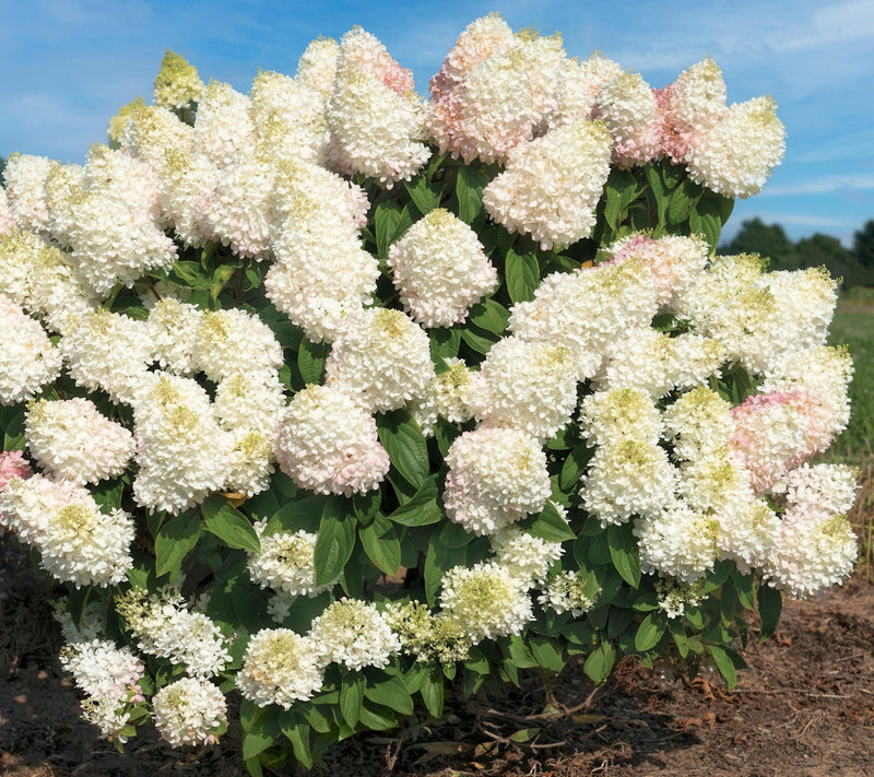 Cottage Farms Sweet Starlight Hydrangea — Main view