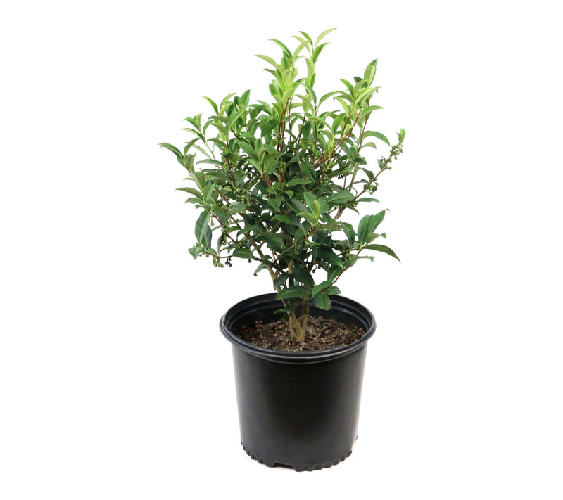 Cottage Farms Green Tea Camellia Shrub — View 5