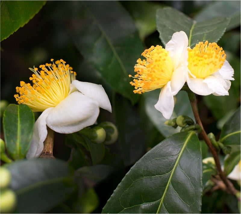 Cottage Farms Green Tea Camellia Shrub — View 7