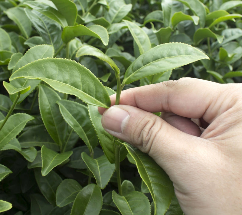 Cottage Farms Green Tea Camellia Shrub — View 2