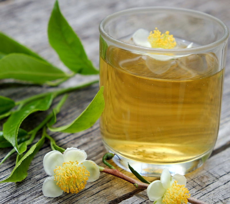 Cottage Farms Green Tea Camellia Shrub — View 3