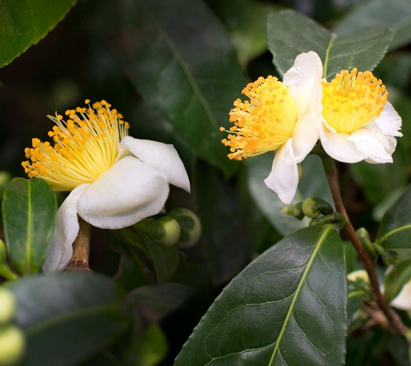 Cottage Farms Green Tea Camellia Shrub — Main view