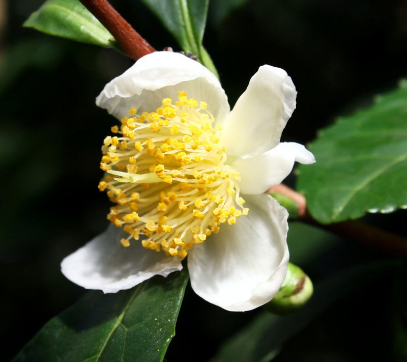 Cottage Farms Green Tea Camellia Shrub — View 4