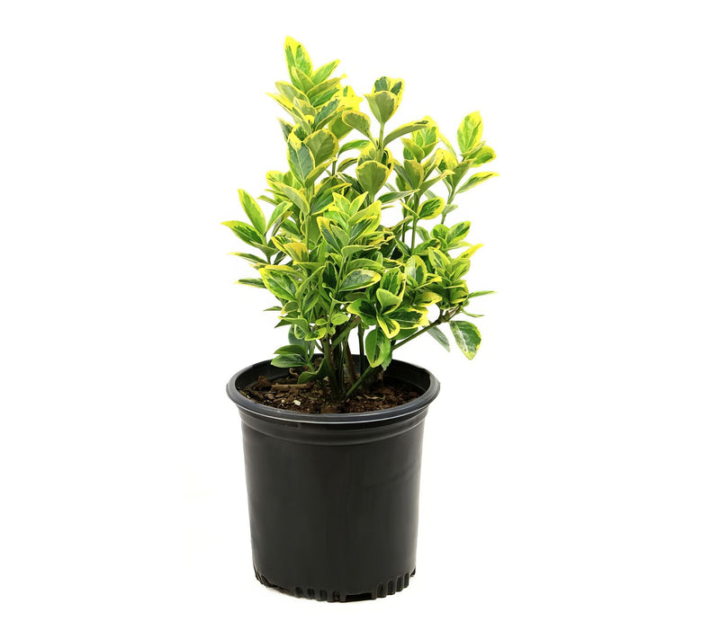 Cottage Farms Golden Euonymus Shrub — View 5
