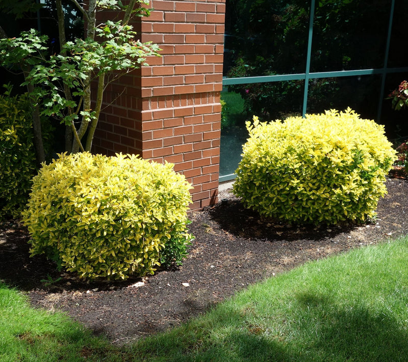 Cottage Farms Golden Euonymus Shrub — View 3