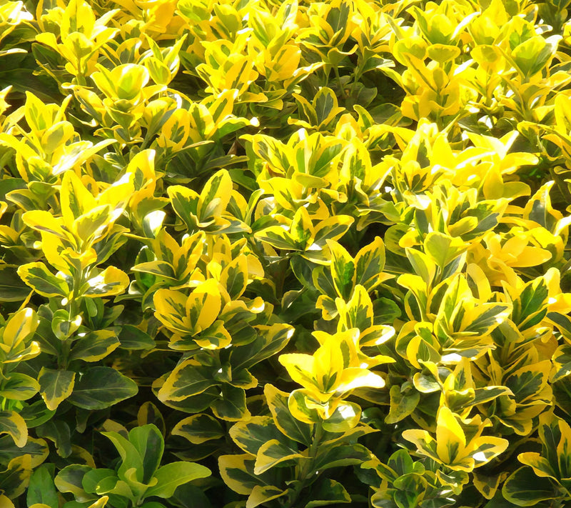 Cottage Farms Golden Euonymus Shrub — View 4