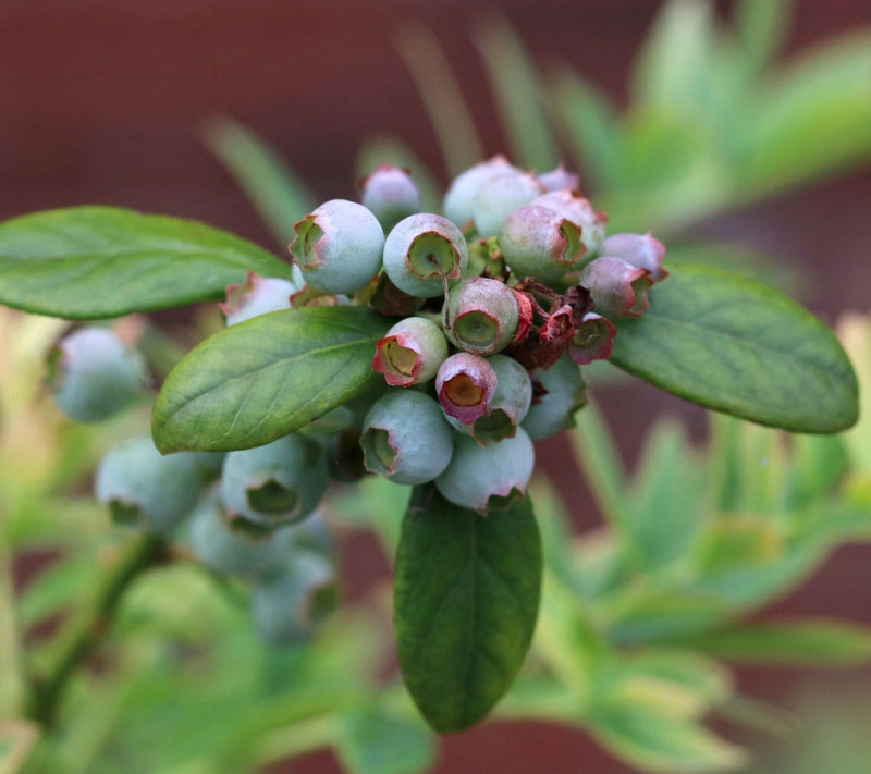 Cottage Farms Elliott Blueberry Bush — View 2