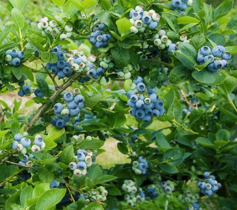 Cottage Farms Elliott Blueberry Bush — Main view