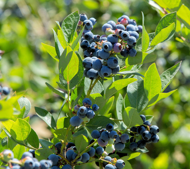 Cottage Farms Sunshine Blue Blueberry Bush — View 5