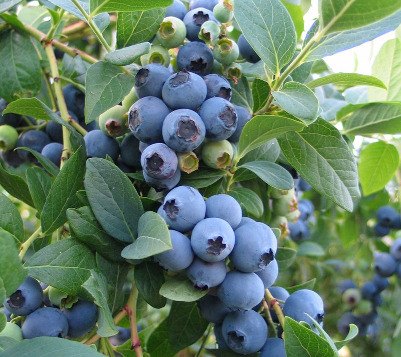 Cottage Farms Sunshine Blue Blueberry Bush — View 8