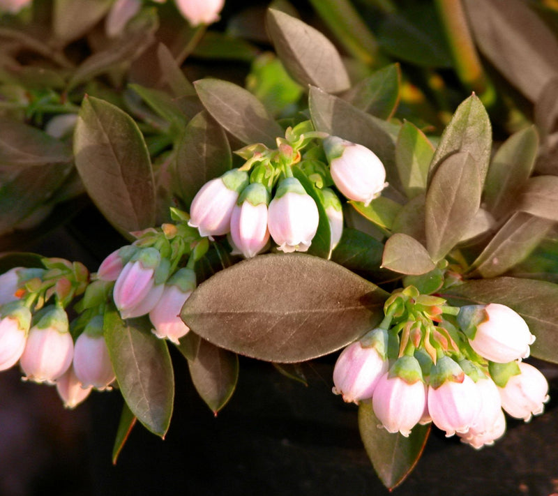 Cottage Farms Sunshine Blue Blueberry Bush — View 2