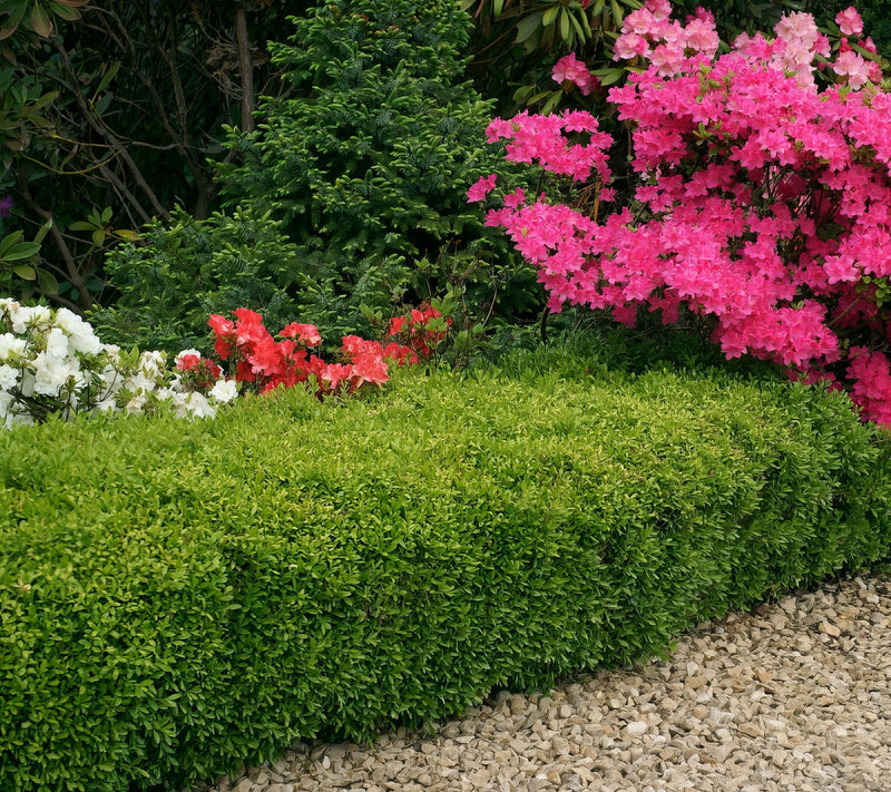 Cottage Farms Wintergreen Boxwood Shrub — View 3