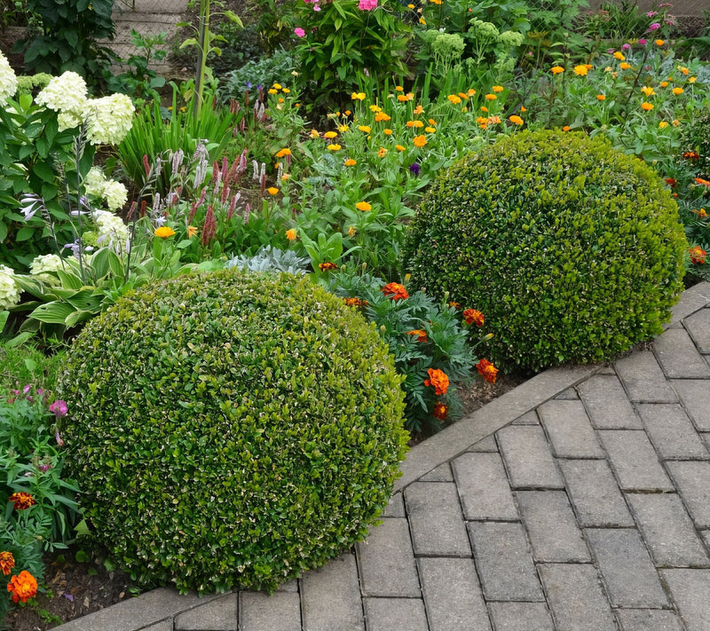 Cottage Farms Wintergreen Boxwood Shrub — View 2