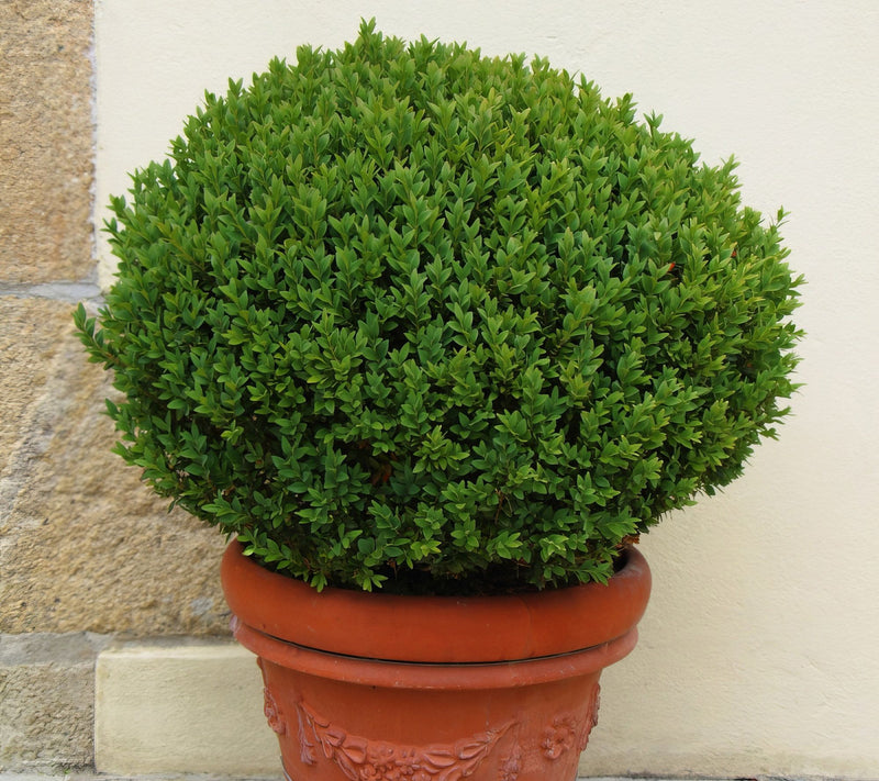 Cottage Farms Wintergreen Boxwood Shrub — View 4