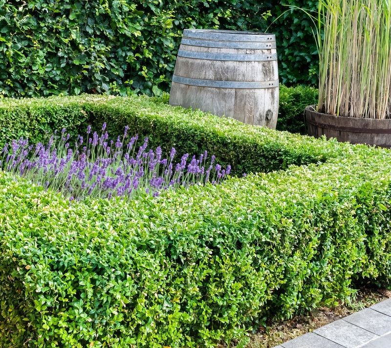 Cottage Farms Wintergreen Boxwood Shrub — Main view