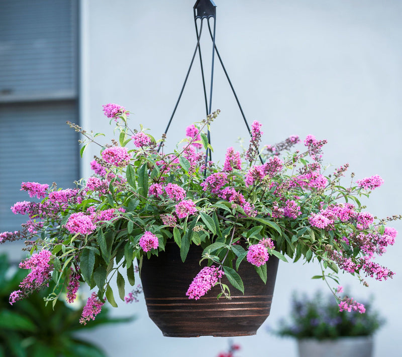 Cottage Farms 2pc Baby Buzz Candy Pink Butterfly Bushes — View 5