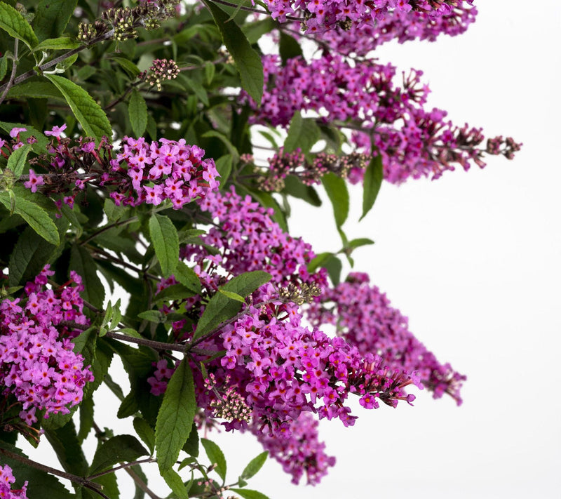 Cottage Farms 2pc Baby Buzz Candy Pink Butterfly Bushes — View 4