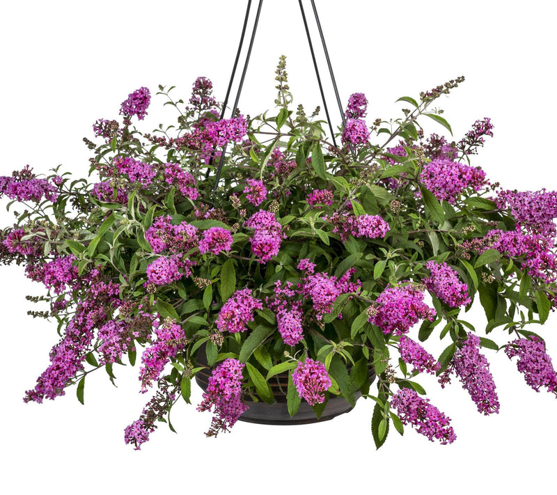 Cottage Farms 2pc Baby Buzz Candy Pink Butterfly Bushes — View 3