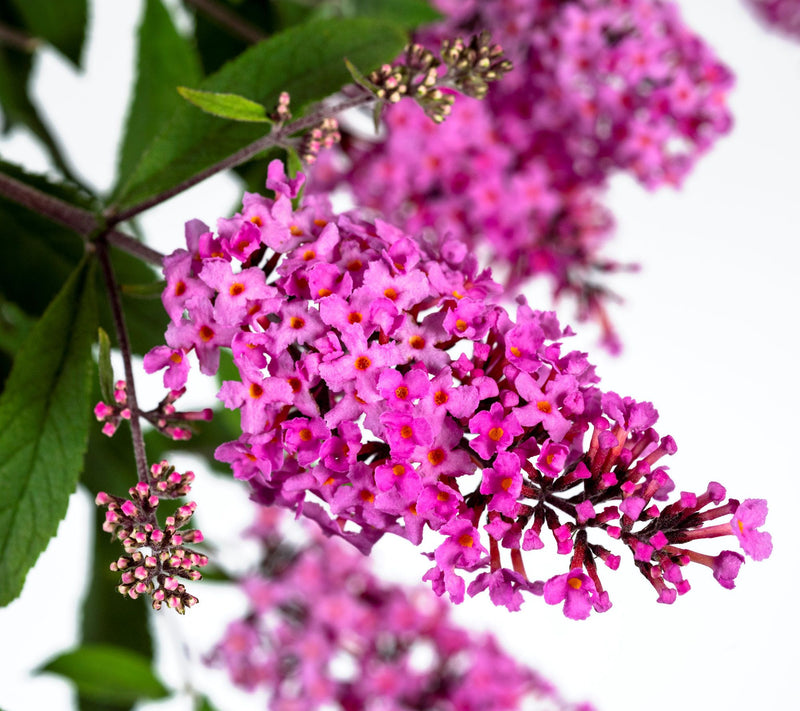 Cottage Farms 2pc Baby Buzz Candy Pink Butterfly Bushes — View 2