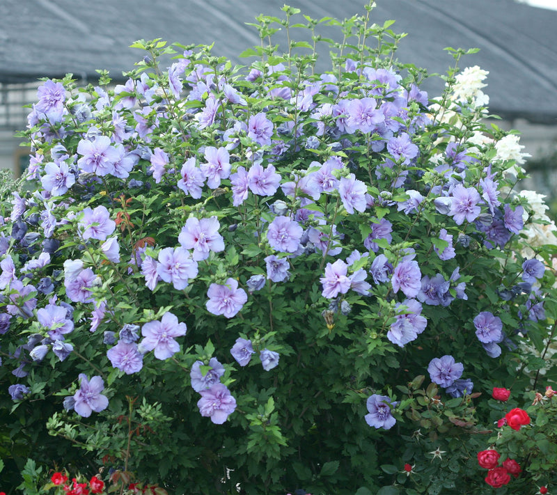 Roberta's 1 pc. Chiffon Series Rose of Sharon Shrub — Main view