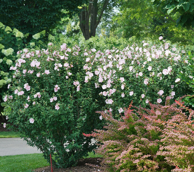 Roberta's 1 pc. Chiffon Series Rose of Sharon Shrub — View 4