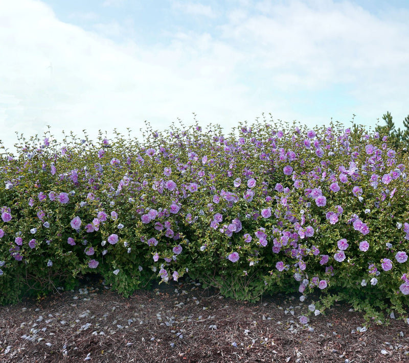 Roberta's 1 pc. Chiffon Series Rose of Sharon Shrub — View 5