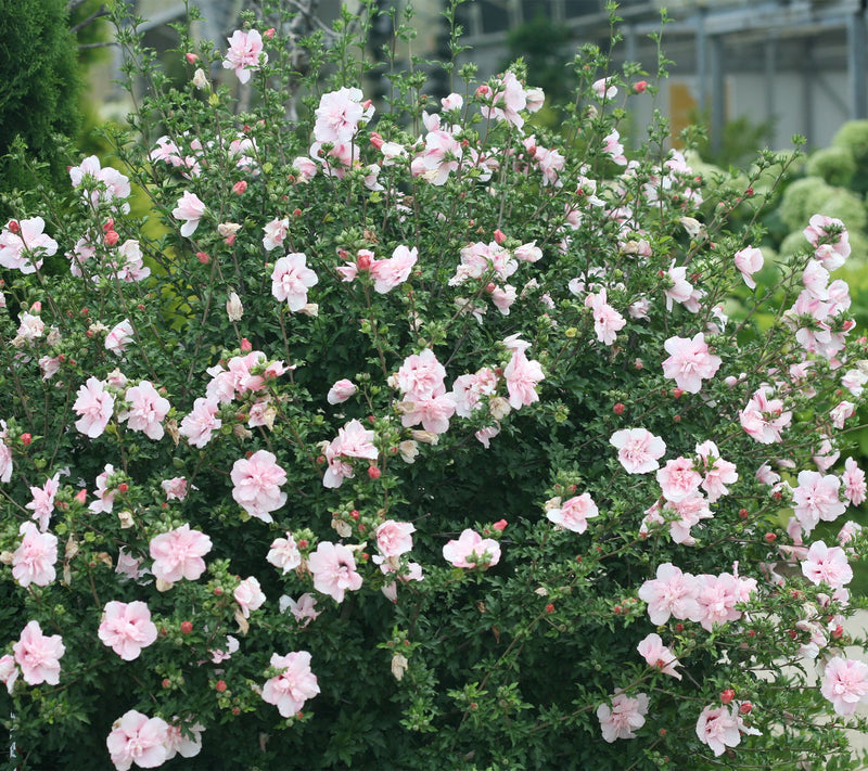 Roberta's 1 pc. Chiffon Series Rose of Sharon Shrub — View 3