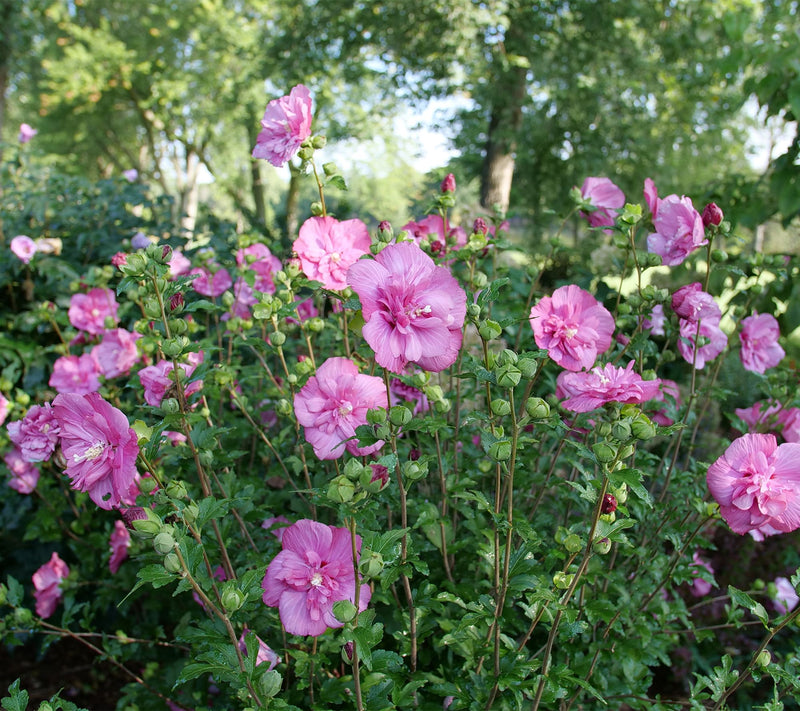 Roberta's 1 pc. Chiffon Series Rose of Sharon Shrub — View 6