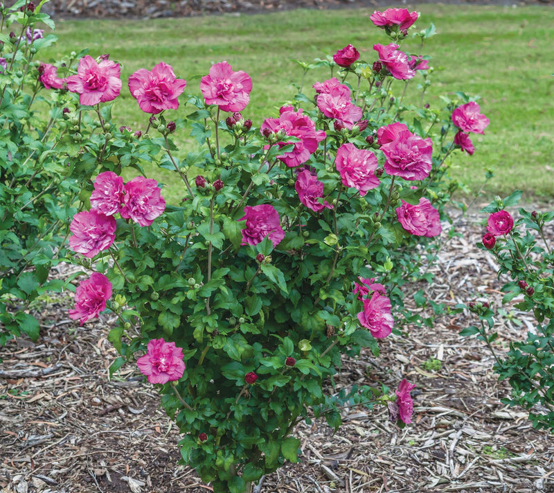 Roberta's 1 pc. Chiffon Series Rose of Sharon Shrub — View 2