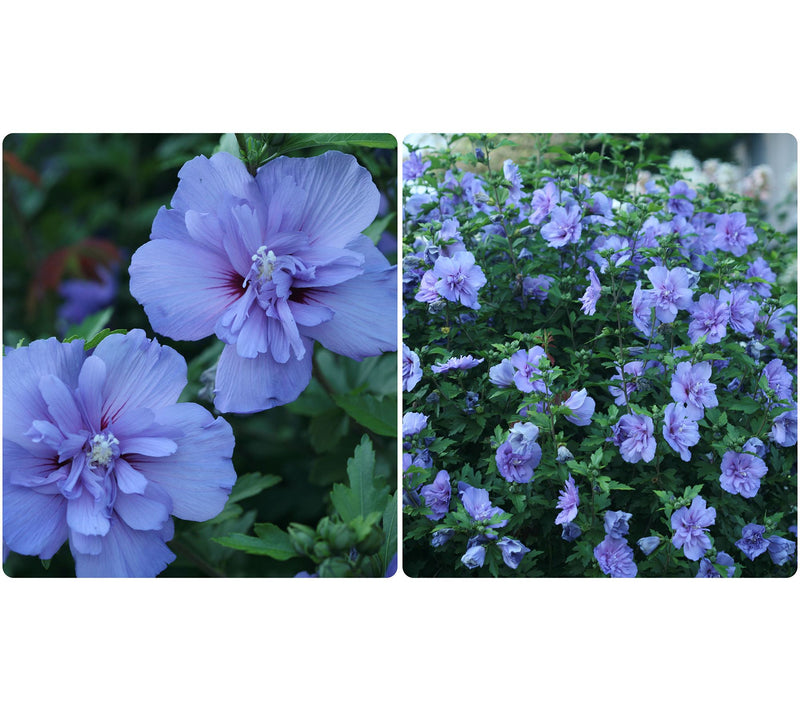 Roberta's 1 pc. Chiffon Series Rose of Sharon Shrub — View 8