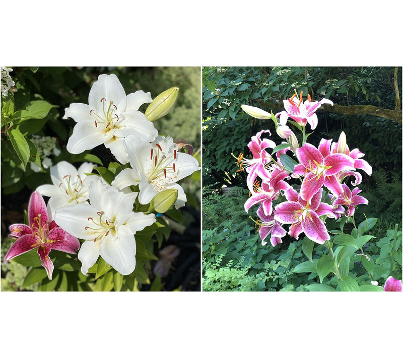 Roberta's 6 pc. Oriental Wedding Lilies Collection — View 3