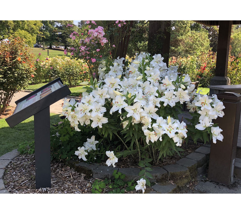 Roberta's 6 pc. Oriental Wedding Lilies Collection — View 2
