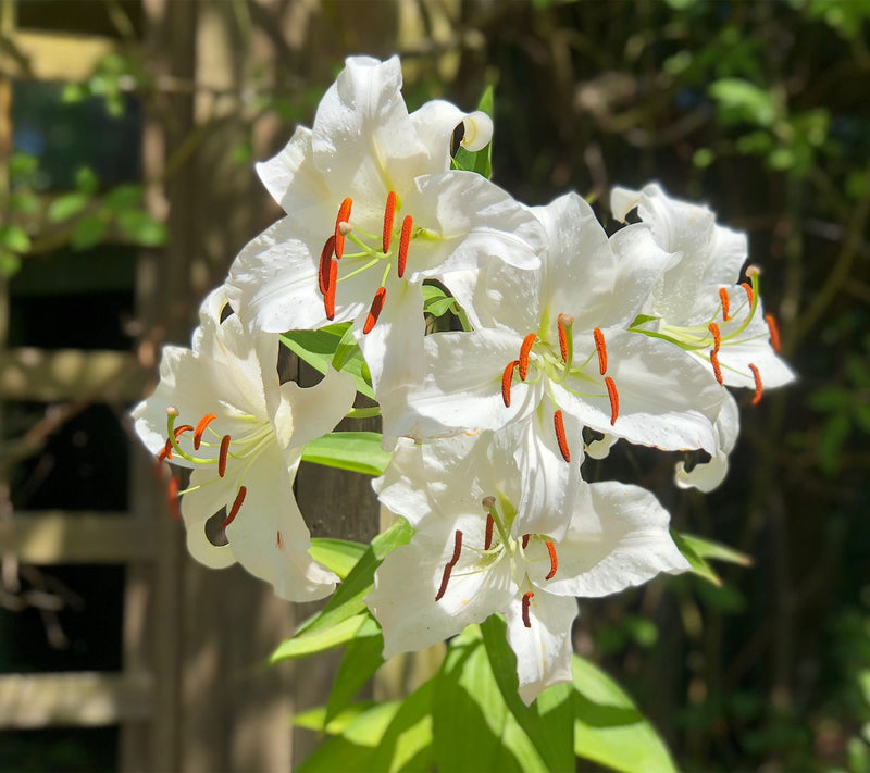 Roberta's 6 pc. Oriental Wedding Lilies Collection — View 5