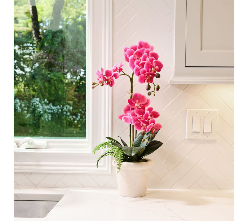 23" Phalaenopsis In Terracota Pot By Valerie — Main view