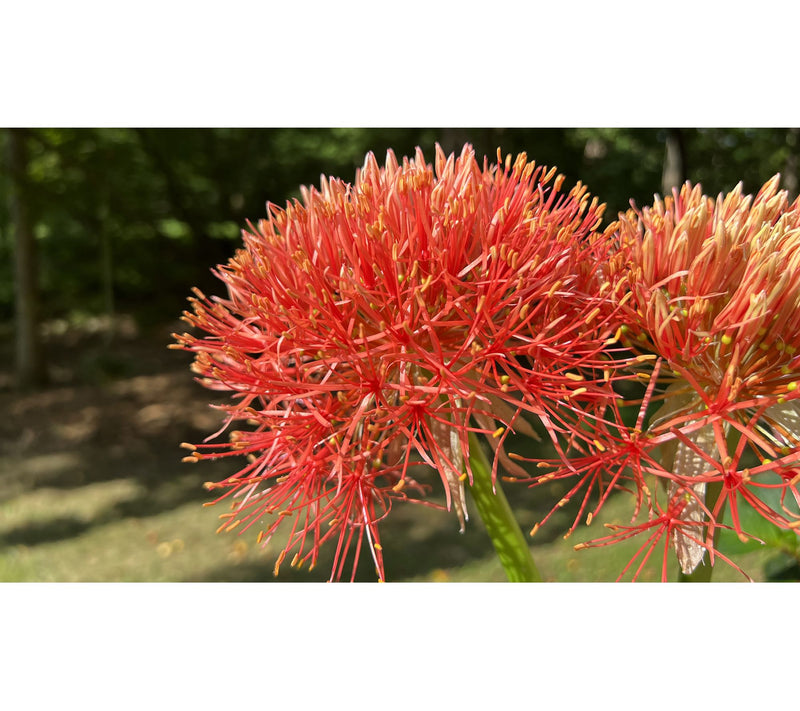 Roberta's 3 pc. African Fireworks Starfire Lilies — Main view