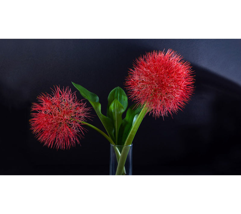 Roberta's 3 pc. African Fireworks Starfire Lilies — View 5