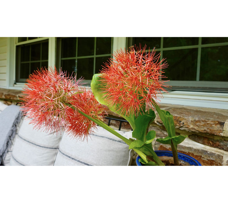 Roberta's 3 pc. African Fireworks Starfire Lilies — View 3